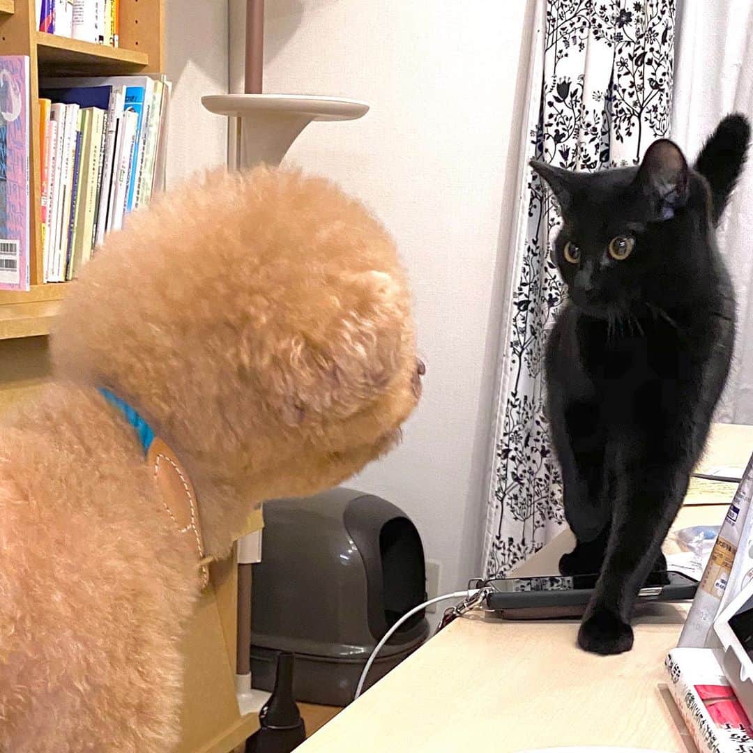相沢あいのインスタグラム：「チビたち、わんこと初邂逅。カット帰りのカルビ（名前）、ものすごく丸かった _  #ぺーぽん #cat #kitten #catstagram #catsofinstagram #catsagram #babycat #子猫 #保護猫 #保護ねこ #ねこ #cat_of_instagram #cat_of_world #catlife #catlover #catlovers #fluffy #fluffycat #にゃんすたぐらむ #ねこすたぐらむ #仔猫 #blackcat #orangecat #犬と猫 #catanddog #黒猫 #茶トラ #ぷーぷー」