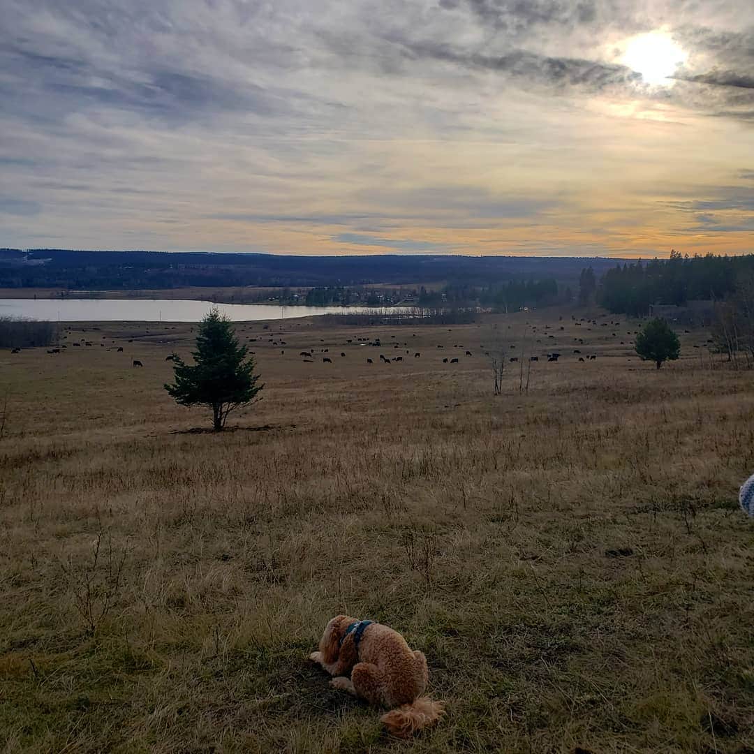 ソフィー・シュミットのインスタグラム：「Self Quarantine views up in Canada's interior. Leia wants to make friends with all the animals 🦌 🐄 🐎 🐻」