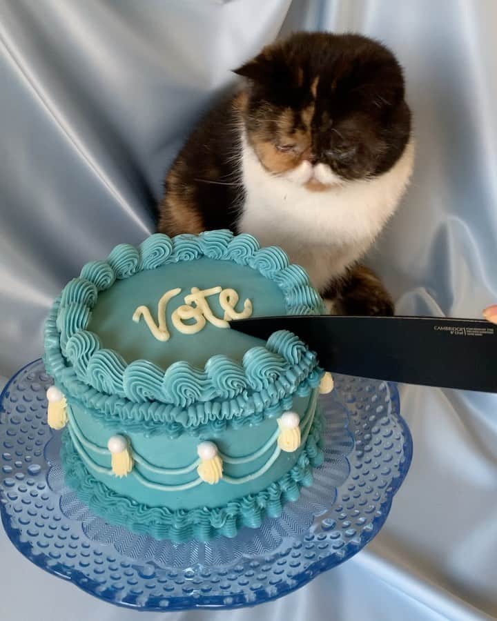 Pudgeのインスタグラム：「Pudge is going to get some plates... remember to vote! 🍰 #pudgeybaker #pudgethecat #vote」