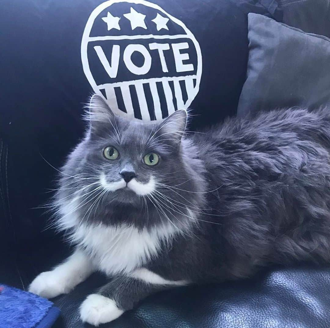 ハミルトンザ・ヒップスターキャットさんのインスタグラム写真 - (ハミルトンザ・ヒップスターキャットInstagram)「Tomorrow is Election Day! There has never been a more important election to make sure your voice is heard. If you haven’t voted yet make sure you have a plan. Do not put your ballot in the mail - you must drop them off or vote in person. Text 3 friends and ask them if they voted. Help your family create a voting plan. You have more power than you know - use it.   #vote #vote2020 #ivoted」11月3日 5時56分 - hamilton_the_hipster_cat