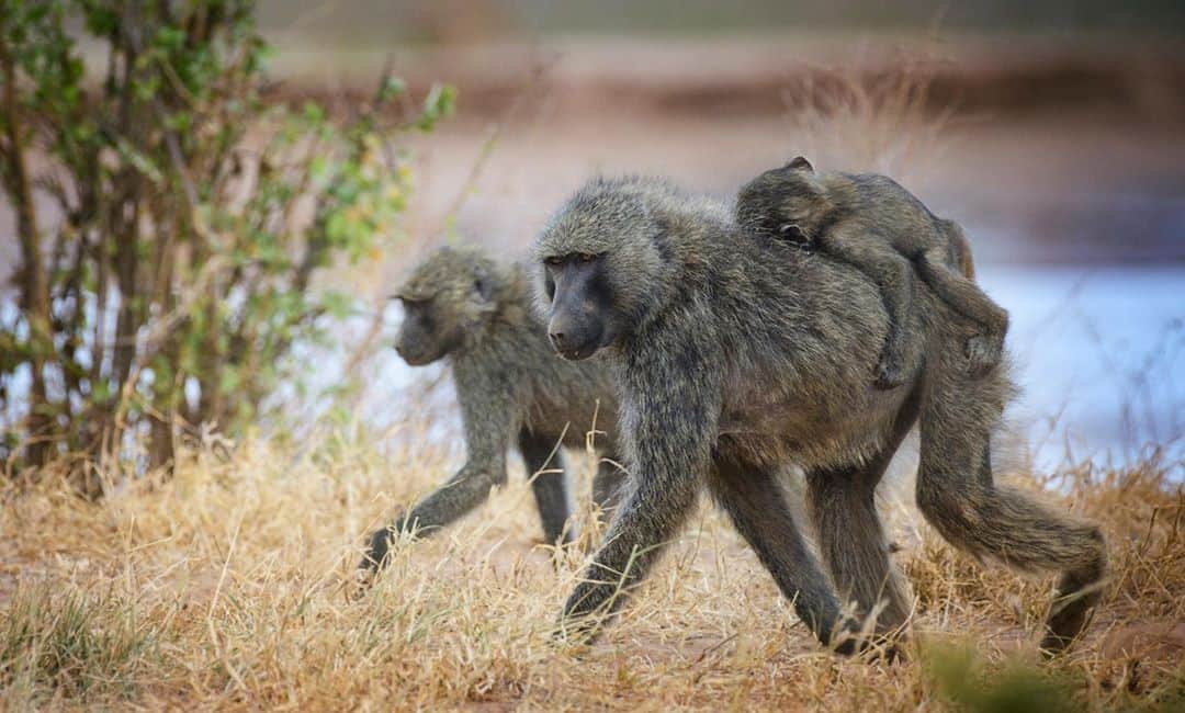 アニマルプラネットさんのインスタグラム写真 - (アニマルプラネットInstagram)「Mother and young are truly the hearts of baboon troops. Many average around 50 members, and females and their young make up the majority!  . . . . #monkeymonday #monkey #monkeys #mother #baboon #baboons #animals #animalplanet #primate #pictureoftheday」11月3日 6時06分 - animalplanet