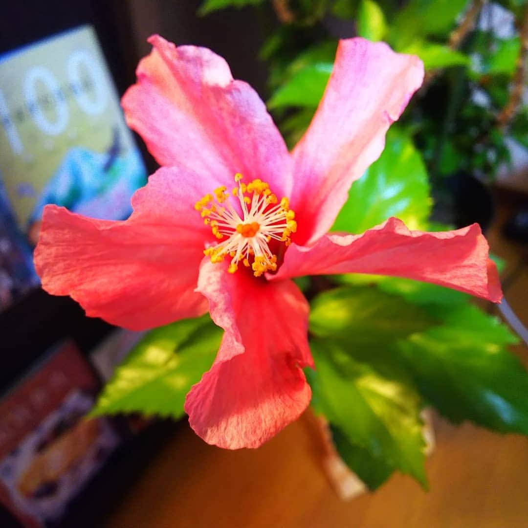 みながわゆみのインスタグラム