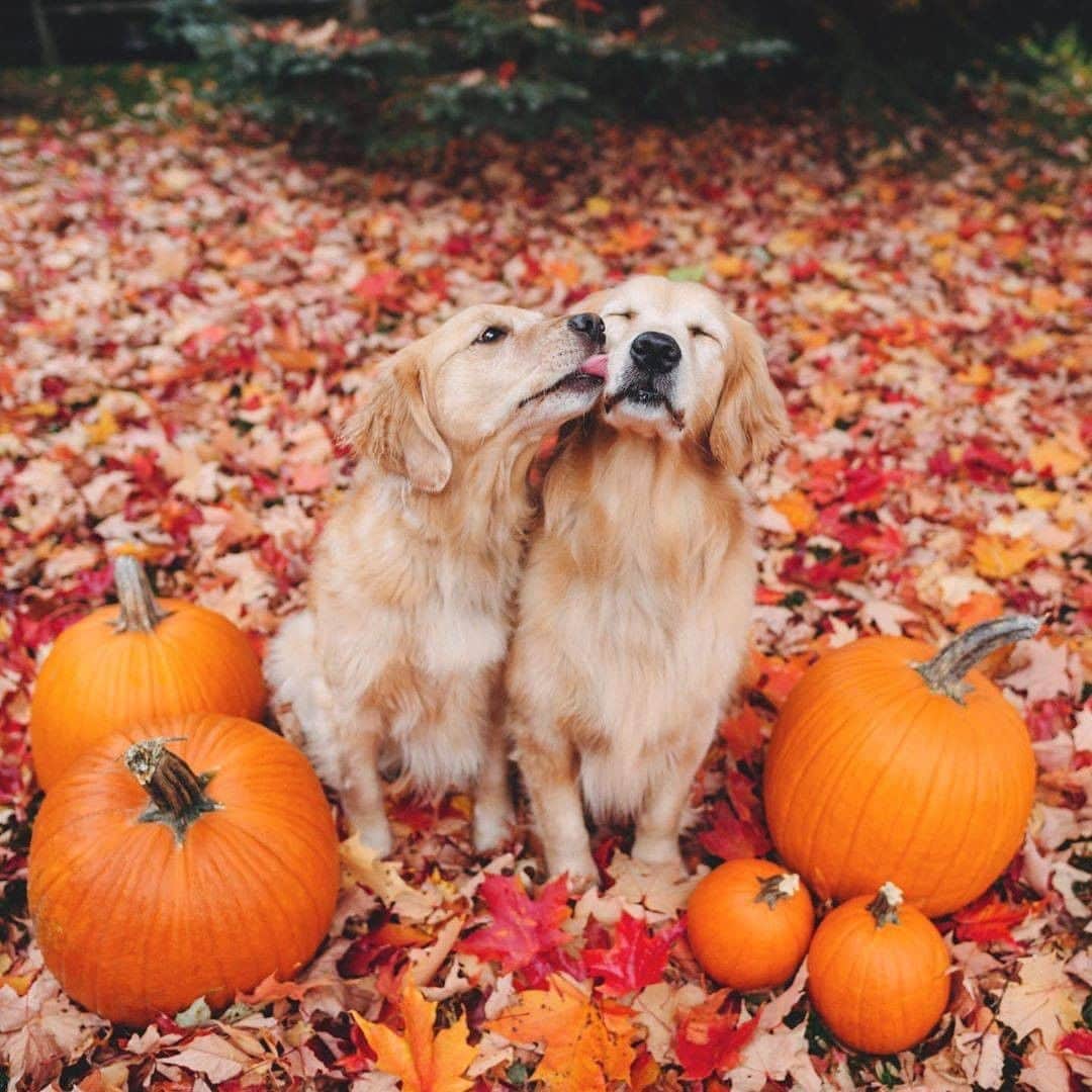 9GAGさんのインスタグラム写真 - (9GAGInstagram)「I’m FALLing for these fall colors 🍁 Follow @barked for more cute dogs! - 📷 @lizzie.bear - #barked #GoldenRetriever #9gag」11月3日 6時30分 - 9gag