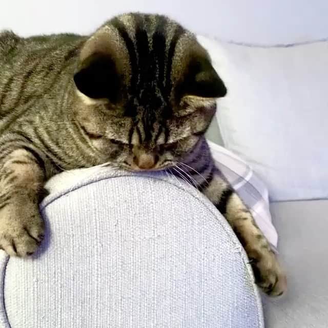 The Cats Of Instagramのインスタグラム：「#Repost • @frank.the.tabby Just practising my catching!  How’d you think I did?」