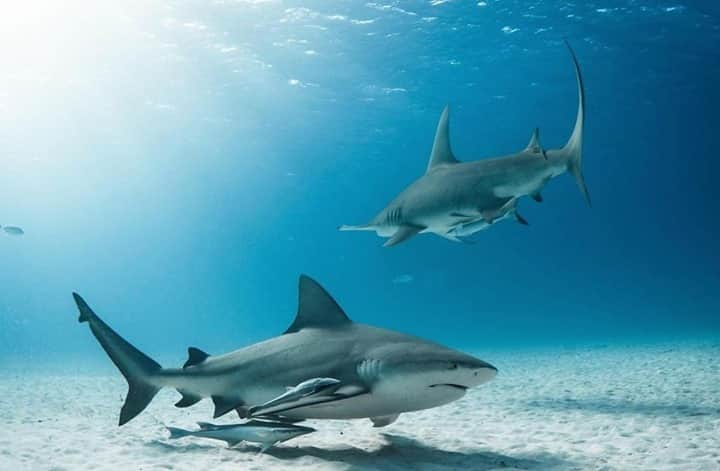 Costa Sunglassesのインスタグラム：「Bimini Bulls. 📷: @chelleblaisphoto @biminisharklab #SeeWhatsOutThere #BornOnTheWater」