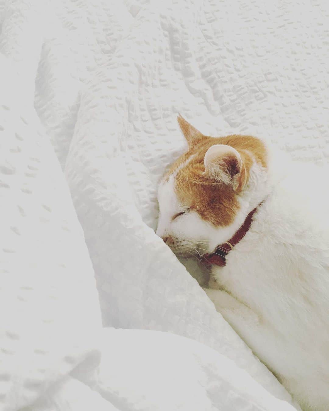 猫沢エミのインスタグラム