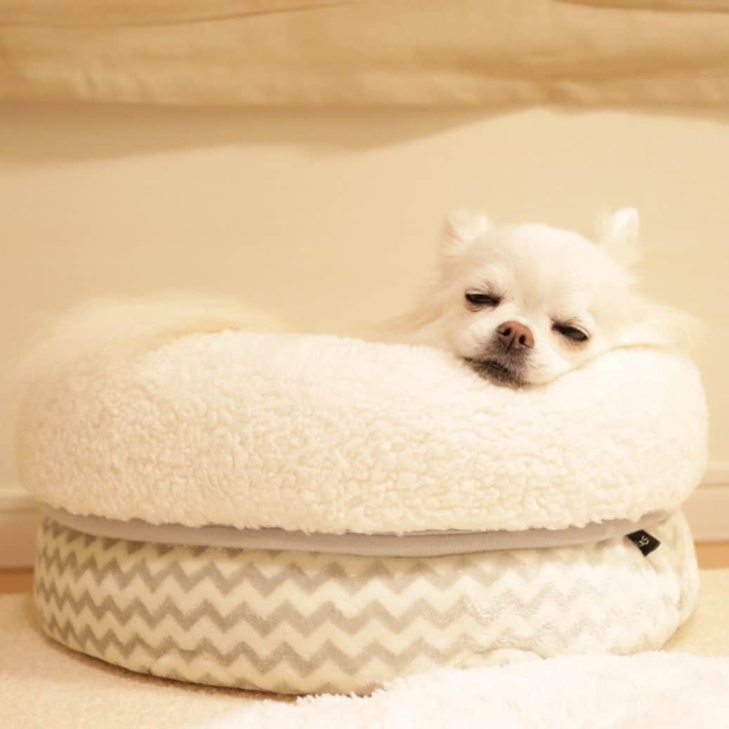 kayoのインスタグラム：「* * * ふわふわベッド出したら みーちゃんがいちばんに入って 気持ち良さそうに寝てた☺️✨ * * Mikan❤️ * * #ニトリ #nウォーム * #chihuahua#chihuahualove#dogstgram#dog#instadog#チワワ#チワワ大好き#チワワのいる暮らし * * *」