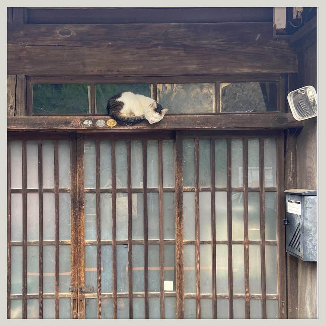 kumikoさんのインスタグラム写真 - (kumikoInstagram)「リアル眠り猫。 あまりの可愛さに今日イチテンション上がった瞬間（笑）」11月3日 19時09分 - makudeco