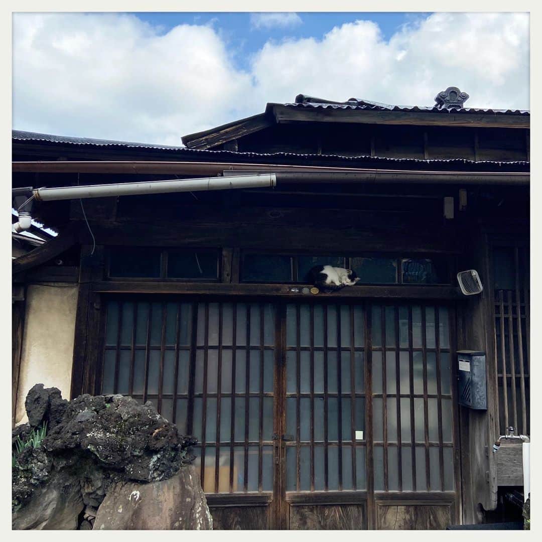 kumikoのインスタグラム：「リアル眠り猫。 あまりの可愛さに今日イチテンション上がった瞬間（笑）」