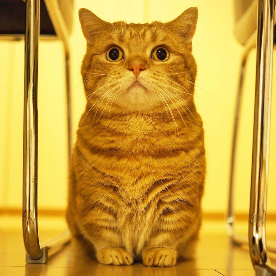 茶太郎 & きなこさんのインスタグラム写真 - (茶太郎 & きなこInstagram)「フクロウさんじゃ🦉ないにゃりよ😑 Chataro is not a owl😽🦉 #誰が太めのフクロウさんにゃ #マンチカン#猫#munchkin #cat#catstagram #amazing#ねこ#茶トラ#短足#catsofinstagram#excellent_cats#9gag#cats_of_world_#instacat_meows#bestcats_oftheworld#catsofig#instacat#cats_of_instagram」11月3日 18時04分 - amaccho5160