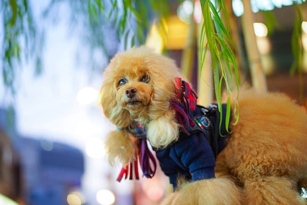 Toypoodle Mikuru?Asakusa Tokyoのインスタグラム：「20201103 Tuesday. Good evening! Friends ✨ . よるんぽ みくるんsnapshot📸 浅草寺、奥山おまいりまちぬけてホッピー通り🍶 ホッピー通りは相変わらず人出が多かったです。 GO TOに東京も含まれるようになってから、お着物で観光している人も増えてきます。 浅草も、段々賑わいが戻って来てますよ☺️ . #街角みくるん #マフラーガール #ツインテールは振り向かない . #toypoodle#poodle#poodle_playoffs#みくるん#トイプードル#プードル#タイニープードル#犬バカ部#ワンコなしでは生きて行けません会#貴婦狗 #東京トイプードル #asknowasdewan公式アンバサダー #inuclub_jpn #asknowasdewan#poodlesofinstagram #dogsofinstagram#instadog#dog#igersjp#inutokyo#cutedog #dog_features #purapurafamily @i.am.mikuru #토이푸들 #浅草」