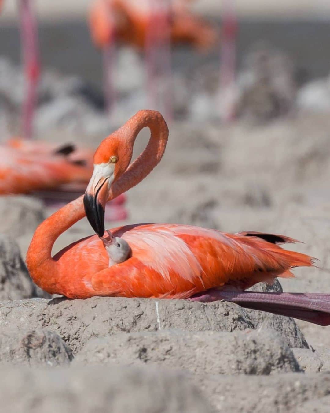 Canon Asiaさんのインスタグラム写真 - (Canon AsiaInstagram)「Fernanda, a conservation photographer, took this image at Yutacan, an important place for the resting, feeding and reproduction of flamingo birds.  Fun fact: did you know that wild flamingos get their reddish-pink colour from their natural diet of algae and invertebrates, and will turn white when their food source isn't available?  Swipe to see the flamingo parents in action with their chick! 💕  📷  Image by @fernandalinage on My Canon Story using the Canon EOS 6D  Image 1: EF500mm f/4L IS USM +1.4x • f/9 • 1/500s • ISO 200 • 700mm Image 2: EF500mm f/4L IS USM +1.4x • f/11 • 1/400s •ISO 200 • 700mm Image 3: EF500mm f/4L IS USM • f/4 • 1/200s • ISO 800 • 500mm Image 4: EF800mm f/5.6L IS USM • f/13 • 1/800s • ISO 200 • 800mm Image 5: EF100-400mm f/4.5-5.6L IS II USM • f/5.6 • 1/250s • ISO 100 • 371mm  Got a stunning shot you're proud of? Tag them with #canonasia or submit them on My Canon Story, link in bio!  #canonasia #photography #explore #wildlife #composition #yutacan #colours #canon #symmetry #lens #wildlife #inspiration #subject #flamingo #nature #animals」11月3日 18時22分 - canonasia