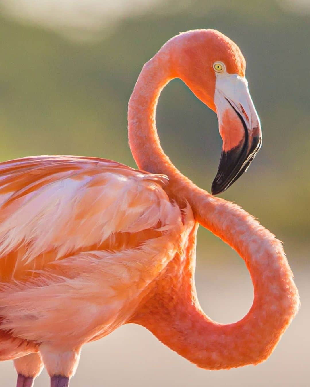 Canon Asiaのインスタグラム：「Fernanda, a conservation photographer, took this image at Yutacan, an important place for the resting, feeding and reproduction of flamingo birds.  Fun fact: did you know that wild flamingos get their reddish-pink colour from their natural diet of algae and invertebrates, and will turn white when their food source isn't available?  Swipe to see the flamingo parents in action with their chick! 💕  📷  Image by @fernandalinage on My Canon Story using the Canon EOS 6D  Image 1: EF500mm f/4L IS USM +1.4x • f/9 • 1/500s • ISO 200 • 700mm Image 2: EF500mm f/4L IS USM +1.4x • f/11 • 1/400s •ISO 200 • 700mm Image 3: EF500mm f/4L IS USM • f/4 • 1/200s • ISO 800 • 500mm Image 4: EF800mm f/5.6L IS USM • f/13 • 1/800s • ISO 200 • 800mm Image 5: EF100-400mm f/4.5-5.6L IS II USM • f/5.6 • 1/250s • ISO 100 • 371mm  Got a stunning shot you're proud of? Tag them with #canonasia or submit them on My Canon Story, link in bio!  #canonasia #photography #explore #wildlife #composition #yutacan #colours #canon #symmetry #lens #wildlife #inspiration #subject #flamingo #nature #animals」