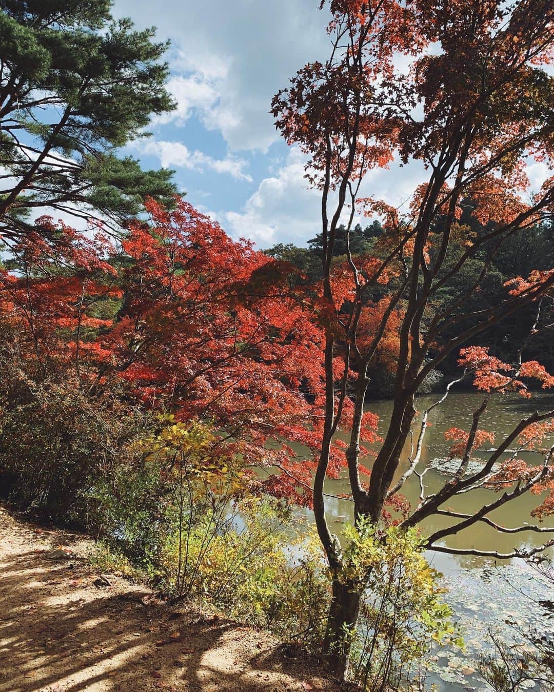 ジュジュのインスタグラム：「特別満開の良い紅葉を見れた訳では無いけど、この区画の景色は好きだったので、パチリ📸 . .  #2020 #秋 #紅葉 #森林植物園」