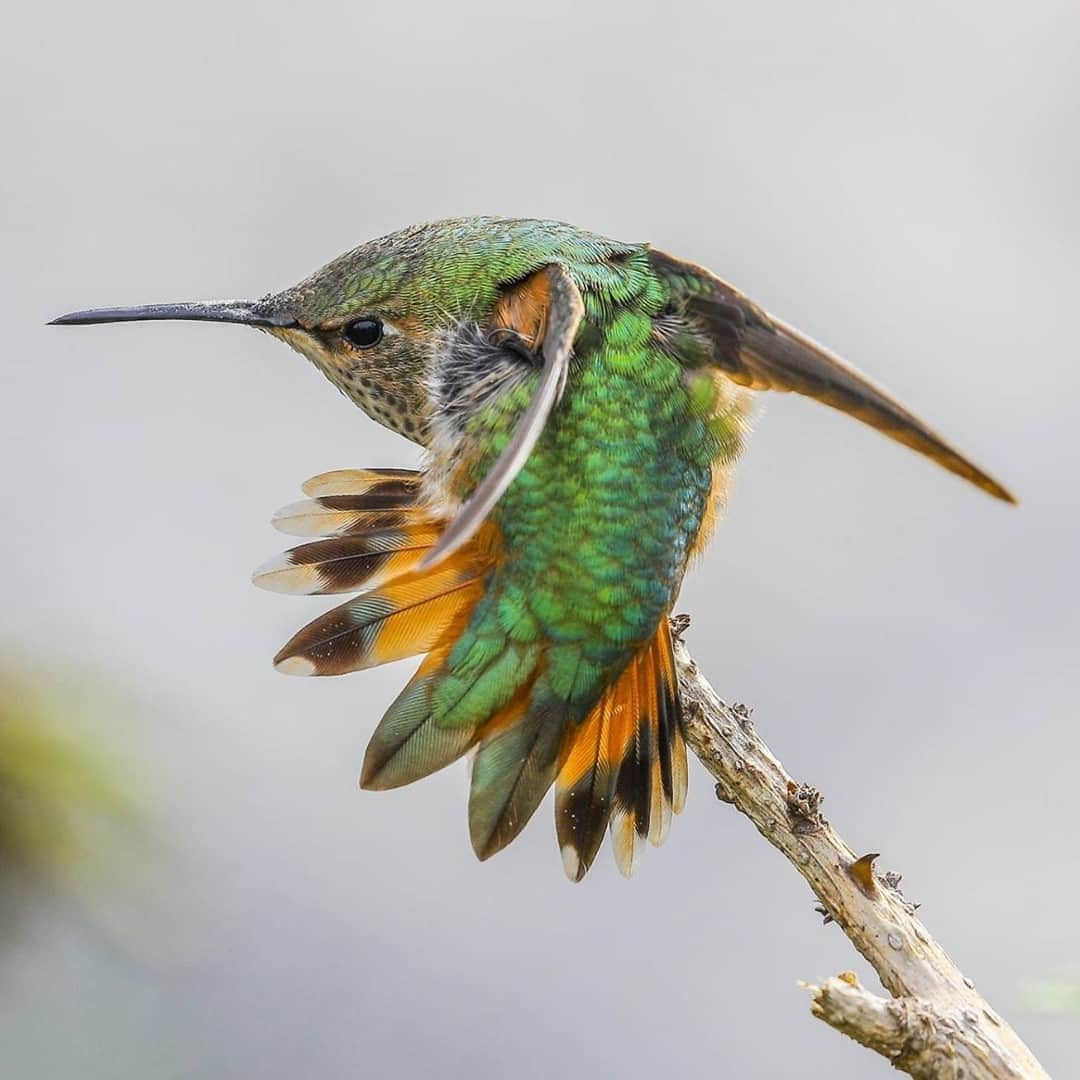 San Diego Zooさんのインスタグラム写真 - (San Diego ZooInstagram)「Tiny reminder to stre-e-e-e-e-etch today. #MondayMotivation #SanDiegoZoo #Birbspiration #Hummingbirds 📷 Ian Gill」11月3日 10時00分 - sandiegozoo