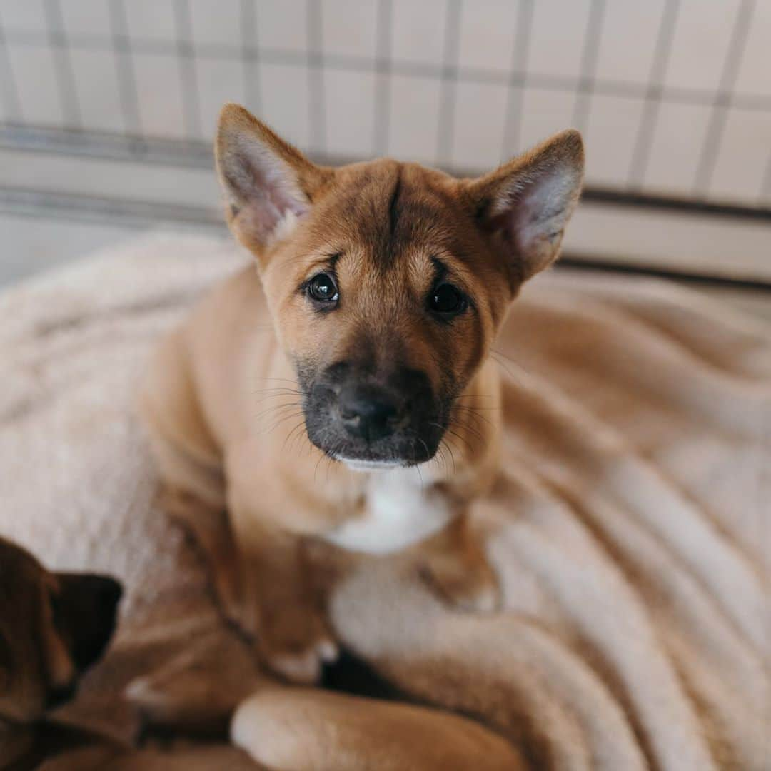 Rylaiさんのインスタグラム写真 - (RylaiInstagram)「This Monday needs some Baby Stumpy doo.... . Stumpy Doo is all about love and butterflies.... He is puppy #2 in our litter of 5 and was the smallest of all the puppies. He was always ja little special and he continues to steal the hearts of everyone he meets!!  . What type of dog is Stumpy doo? Who knows and who can share any factoids?  . . . 📸 @roaminglost @kingston.photo  . . #dogsofig #dog #dogsofinstagram #doglife #doglovers #dogs #dogstagram #babydogs #puppies #puppiesofinstagram #puppylove #puppylife #special #love #butterflies #sandiego #nonprofit #socal #photo」11月3日 10時02分 - jabcecc