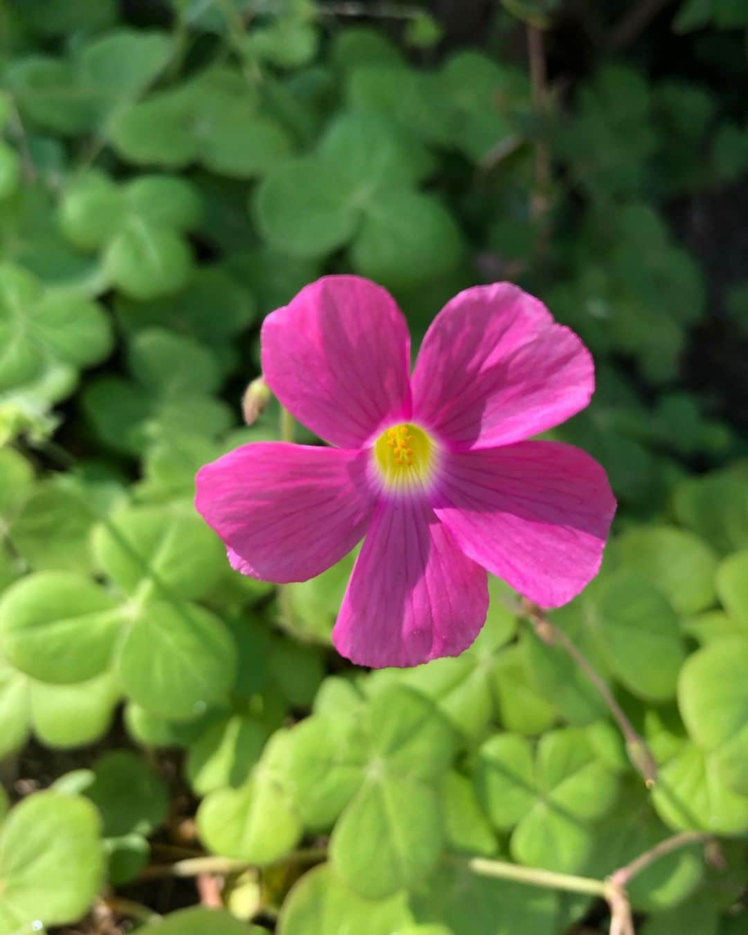 竹川美子のインスタグラム：「オキザリスの花☘️ #オキザリス #別名ハナカミバタ #散歩 #葉っぱがクローバーの形 #秋から春に咲く #花言葉 #けっしてあなたを捨てません #輝く心 #ピンク色 #癒し」