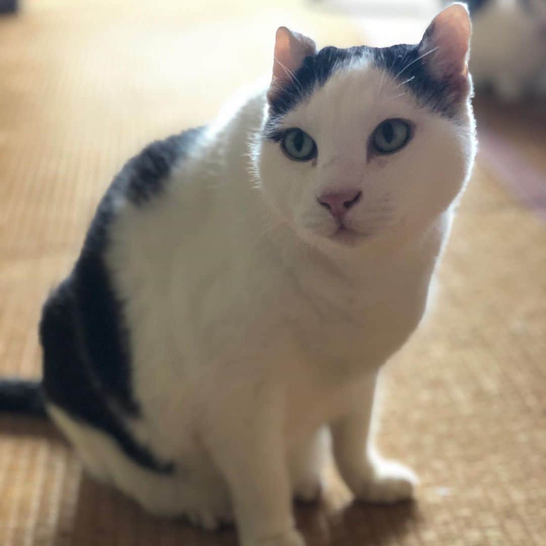 町田康のインスタグラム：「すな。」