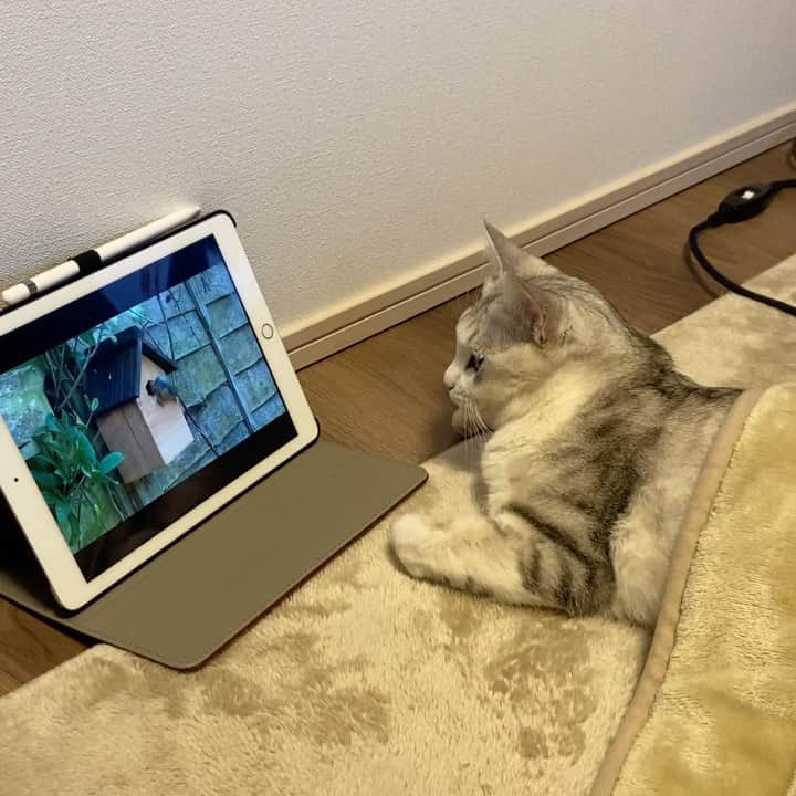 つるちゃんのインスタグラム：「ストーリーであげた休日の過ごし方つるちゃんこちらにもアップします🤣👍 .  #猫 #ねこ #にゃんこ #美猫 #ねこ部 #ふわもこ部 #ねこすたぐらむ #ペコねこ部 #猫好きさんと繋がりたい #にゃんすたぐらむ #cat #neko #instacat #catstagram #instagramcats  #catsconnect #meowbox #picneko #bestmeow #catsofinstagram #meowed #rakutenpet」