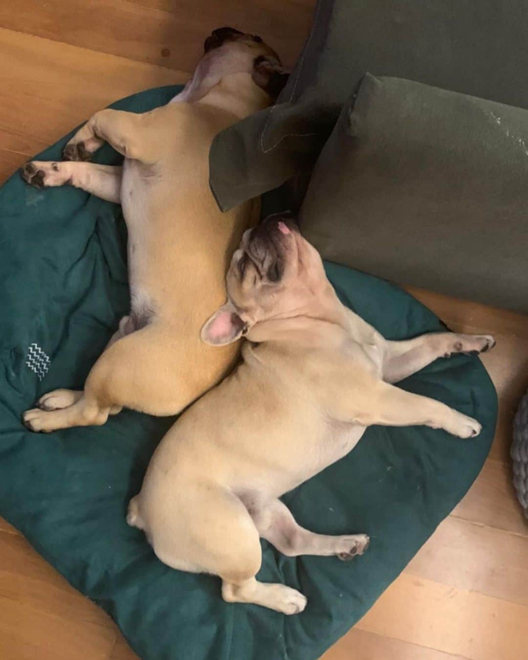 Regeneratti&Oliveira Kennelのインスタグラム：「Monday mood! (Paco and Bacon) @fabriziogodoy @barbarapittigliani  #frenchbulldog #frenchie #bulldogfrances」