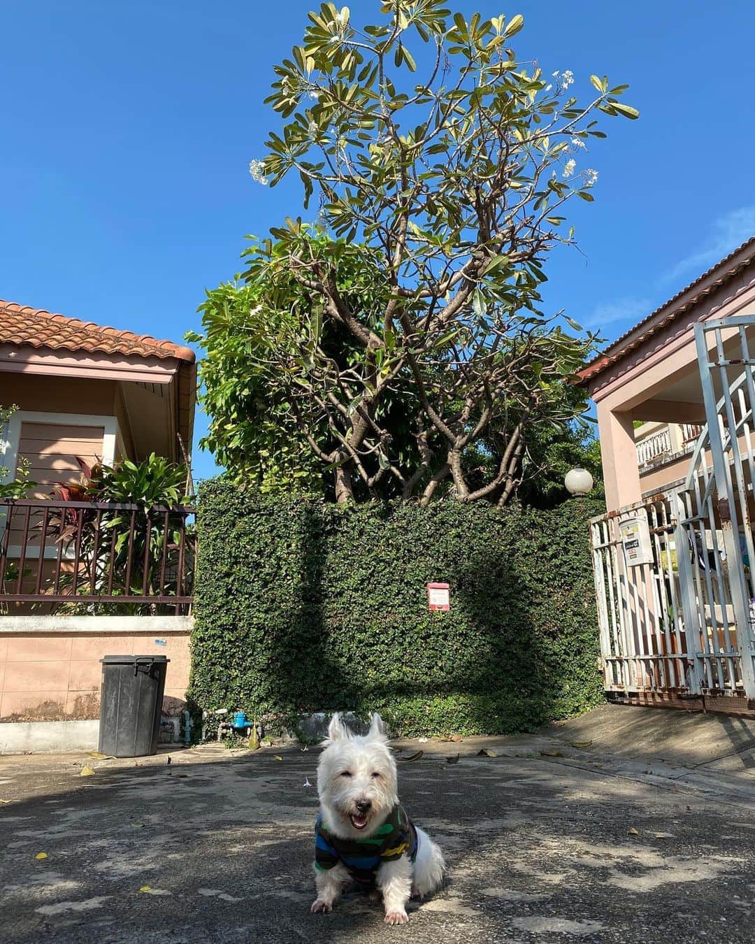 Hoykong&Plamuekのインスタグラム：「Good morning Tuesday ❤️😘 #plamuek_westies」
