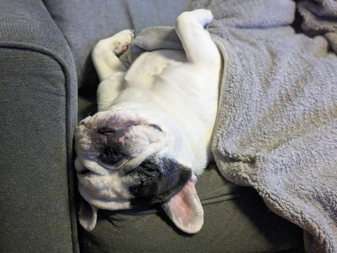 Manny The Frenchieのインスタグラム：「Taking full advantage of that extra hour of sleep.」