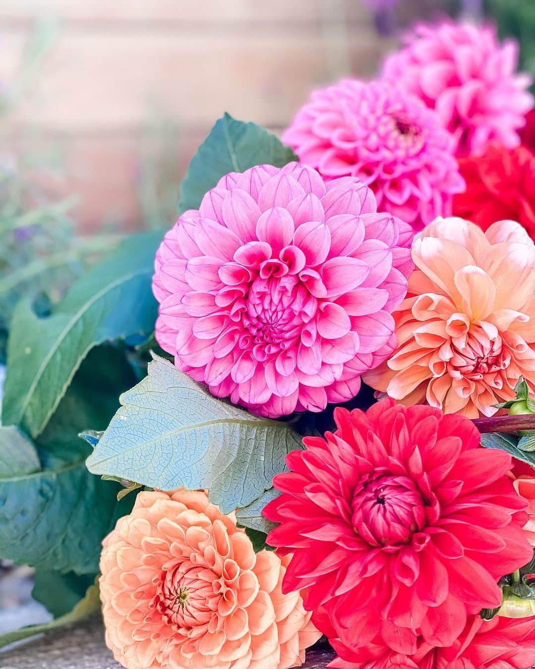 アン・カーティスのインスタグラム：「🌸😍 #Dahlia」