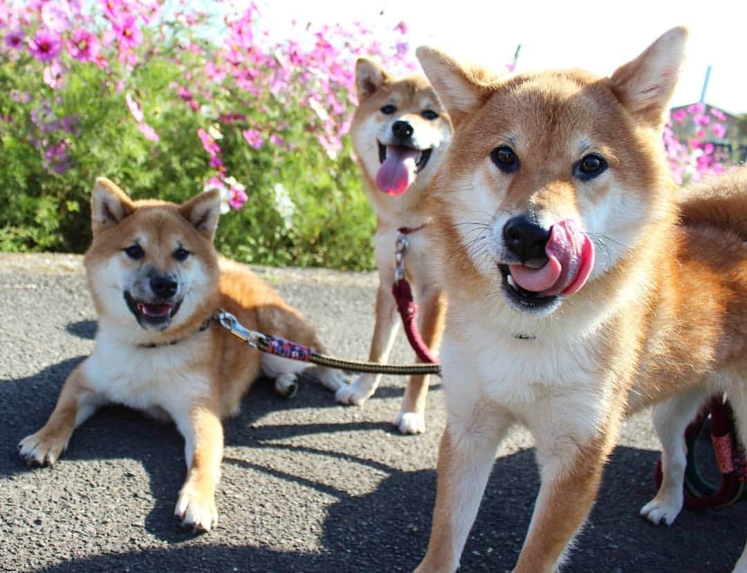 柴犬たま Shibainu Tamaさんのインスタグラム写真 - (柴犬たま Shibainu TamaInstagram)「コスモス見に行ってきました😊🌼  Caption trans🇬🇧﻿﻿﻿﻿﻿﻿﻿﻿﻿ I went with the Sushi brothers to see the cosmos😊🌼 ﻿﻿﻿﻿﻿﻿﻿ #たま家族 #柴犬コイ #柴犬トロ #柴犬ウニ #おしゅし兄弟 #お出掛け #仲良し兄弟 #笑顔 #コスモス #秋桜 #cosmos #花とおしゅし #花とコイ #花とトロ #花とウニ #かなりひし形﻿ #舌ぺろ #柴犬 #shiba #shibainu #shibastagram #犬 #dog #多頭飼い」11月3日 12時11分 - tama7653