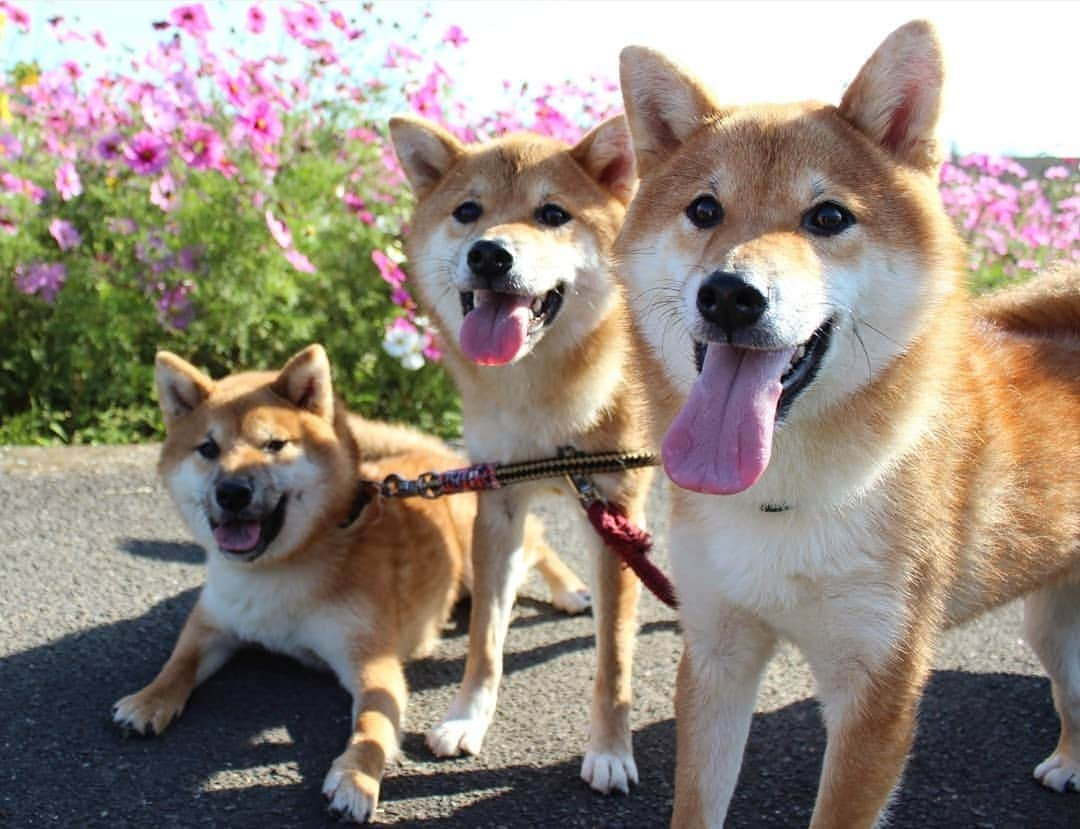 柴犬たま Shibainu Tamaのインスタグラム