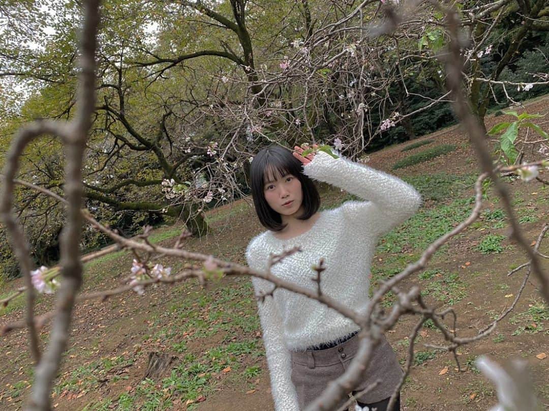 秋乃ゆにさんのインスタグラム写真 - (秋乃ゆにInstagram)「11月のさくら photo @amatsuyuuki   #🌸」11月3日 12時31分 - yuniakino