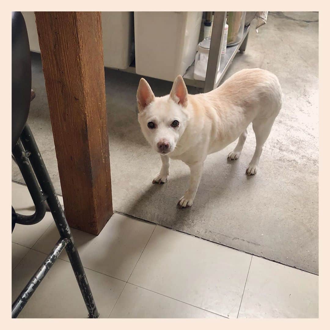 パンといっぴきのインスタグラム：「#元保護犬 #雑種犬 #crossbreed #mixdog #キップル14歳」