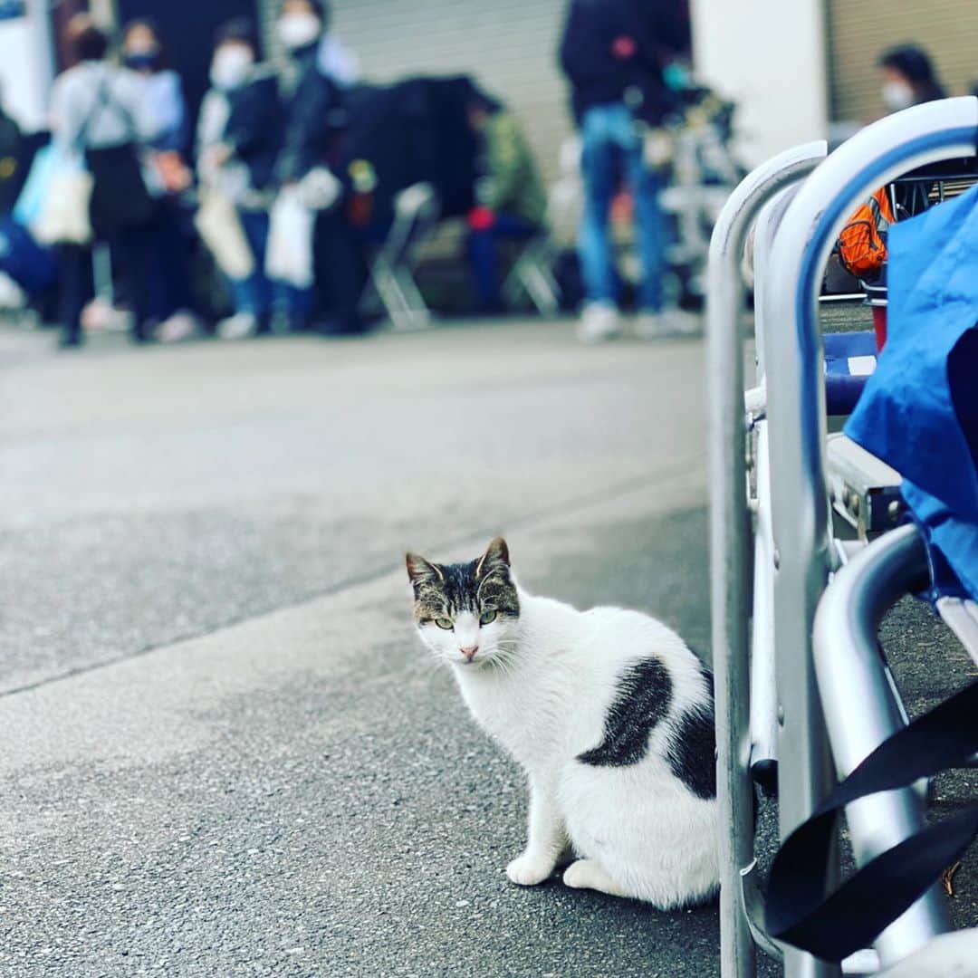 山中崇史のインスタグラム：「相棒のロケ先で出会った人懐っこい猫🐾 捜一と一緒に捜査していました✨ 相棒19 第4話『藪の外』もどうぞお楽しみに。 #相棒 #猫 #ねこ」