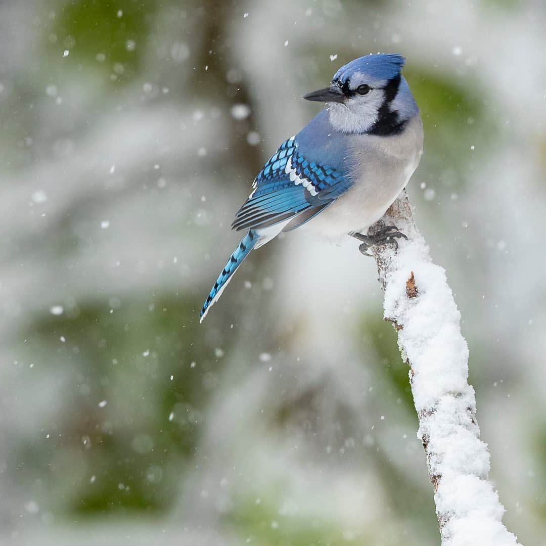 Tim Lamanさんのインスタグラム写真 - (Tim LamanInstagram)「Photos by @TimLaman.  I enjoy photographing birds from the far islands of New Guinea (like in my last post), to my own backyard, where I took these shots of Blue Jays the other day during our unusal October 30 snowstorm here in Massachusetts.  I think sometimes we forget to look closely and appreciate the commonplace in nature, and these backyard beauties are a prime example.  Look closely, and they are pretty spectacular.  Of course a little snow adds some lovely atmosphere to a shot.  So if you’re a photographer, don’t hesitate to get out and shoot in bad weather.  I often get some of my favorite shots when the weather gets “interesting”. Just remember to protect your camera and lens with something like the RainCoat I’m using in the third shot made by the company LensCoat.  Have fun shooting out there. - #TL_WildlifePhotoTips #bluejay #bird #snowfall #NewEngland #Massachusetts #framedonGitzo @GitzoInspires」11月3日 13時14分 - timlaman