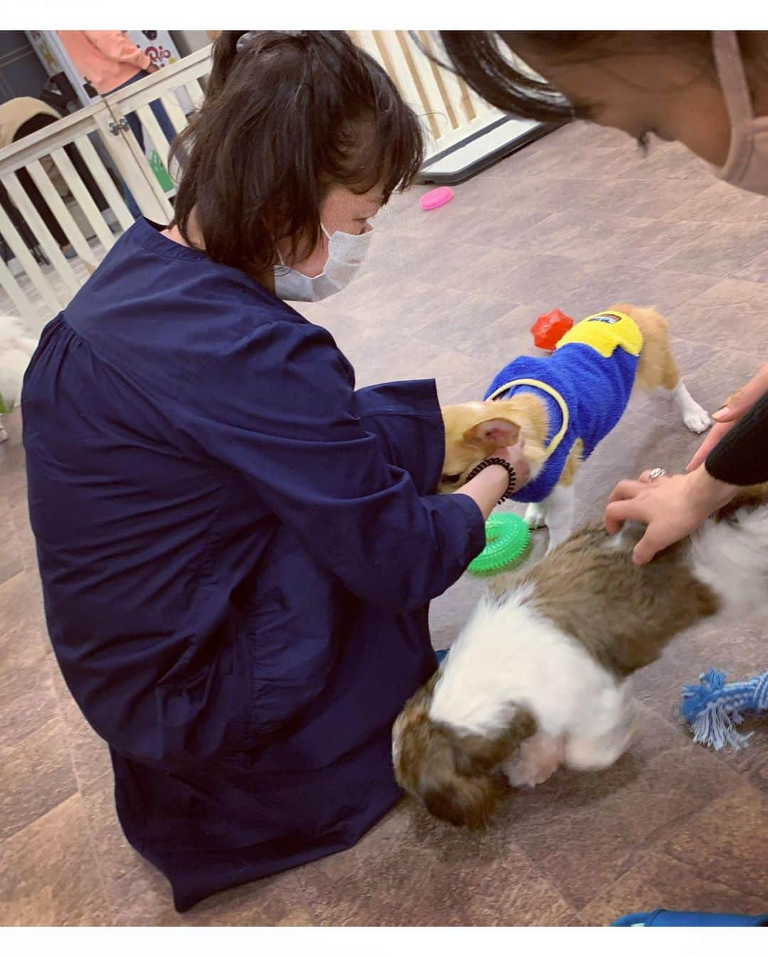 小池ジョアンナさんのインスタグラム写真 - (小池ジョアンナInstagram)「私は２回目の、犬カフェ🐶へ💕  家族みんなは初めて、連れていきました♪  久しぶりに会うわんちゃん達もいて 相変わらず元気いっぱいで 可愛かったぁぁ🥰😍  我が家には猫のにゃんすけがいるので、 やっぱりにゃんすけが1番だ〜 なんてみんなで話してたけど 確かににゃんすけは鬼可愛いから 否めない❣️笑  …けど、私はやっぱりわんちゃんも好きだなぁ〜😍💓  何故かママは、犬たちに圧倒的に大人気でした😮💓🐕🐩🦮笑  #犬カフェ #dogcafe #dogs #cutedogs #cutedogsofinstagram #犬カフェrio」11月3日 13時14分 - joan711