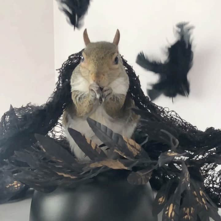 Jillのインスタグラム：「Halloween 2020: Schitt’s Creek because it’s Simply the Best.  #petsquirrel #squirrel #squirrels #squirrellove #squirrellife #squirrelsofig #squirrelsofinstagram #easterngreysquirrel #easterngraysquirrel #ilovesquirrels #petsofinstagram #jillthesquirrel #thisgirlisasquirrel #schittscreek #moirarose #thecrowshaveeyes」