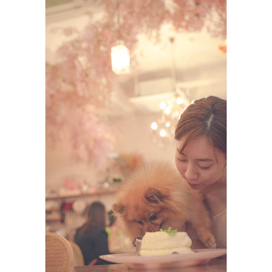 峯岸伽奈さんのインスタグラム写真 - (峯岸伽奈Instagram)「. . .  🐶✕💐✕🥞✕☕=🥰🥰🥰  ※she's not eating pancakes!  📸@takechi_08  #pomestagram #pomeranian #sgdoglover  #sonyalphasg #sonysingapore  #ポメラニアン #ポメラニアンが世界一可愛い #シンガポールカフェ」11月3日 19時14分 - minegishikana_