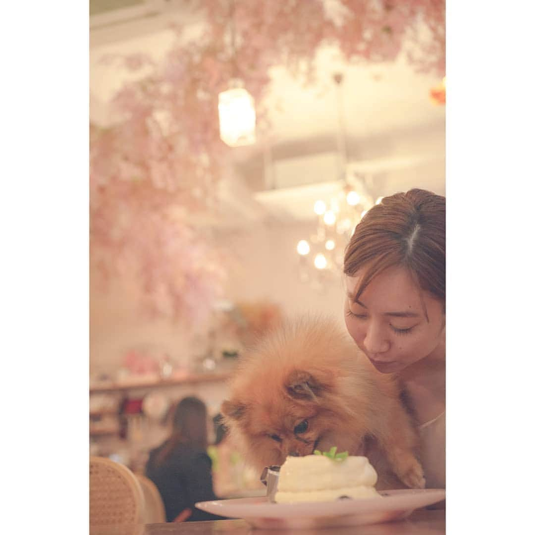 峯岸伽奈のインスタグラム：「. . .  🐶✕💐✕🥞✕☕=🥰🥰🥰  ※she's not eating pancakes!  📸@takechi_08  #pomestagram #pomeranian #sgdoglover  #sonyalphasg #sonysingapore  #ポメラニアン #ポメラニアンが世界一可愛い #シンガポールカフェ」