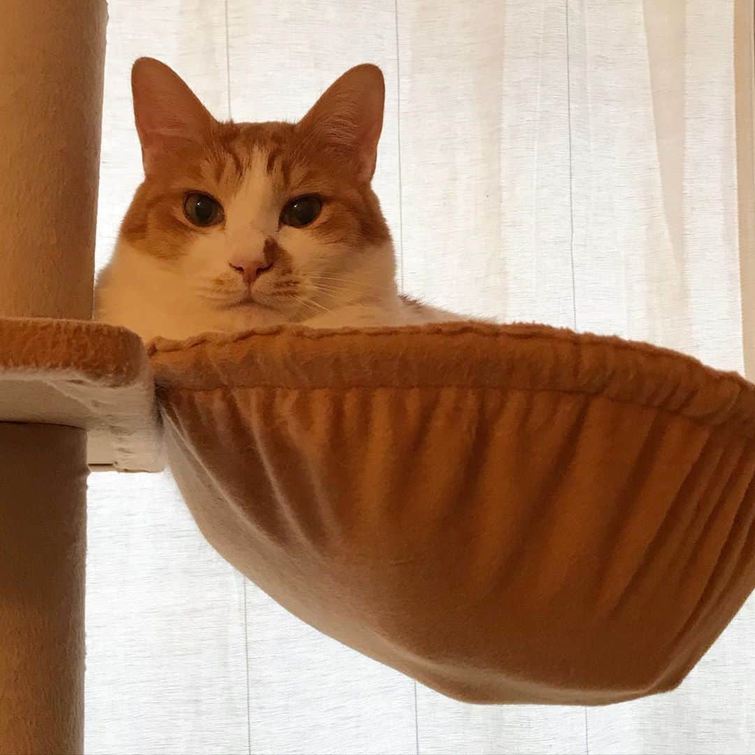 きなり & むぎさんのインスタグラム写真 - (きなり & むぎInstagram)「*̣̩⋆̩* . 今朝の光景 - ̗̀ ♡ ̖́- 朝起きてからむぎさんと一緒いてて 仕事の準備していざ出社しようとしたら いつの間にかしおさんもinしてた*ˊᵕˋ* . 危うく遅刻しそうになっちゃったけど 朝からとても癒された1日でした☺︎ . . . #ねこ #catsofstagram #instacat #catstagram #catstagram_japan #ilovecats #peconねこ部 #ねこら部 #小さな猫が大きな癒しにニャる #東北ねこ部 #山形ねこ部 #ふわもこ部 #ペコねこ部 #にゃんすたぐらむ #にゃんだふるらいふ #にゃんとかめら #みんねこ #ねこがいる幸せ #ねこのいる生活 #猫と暮らす #ねことの暮らし #茶トラ白 #サバ白 #むぎしお」11月3日 19時14分 - kinari_to_mugi.m