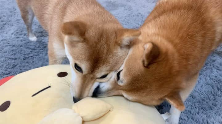 豆柴 サニーちゃんのインスタグラム