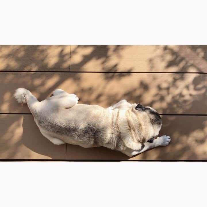 八兵衛のインスタグラム：「Hello November🌿 Nov3,2020 * * *  #ほぼ黒パグ #おじいちゃん犬 #pug #puggy #puglife #puglove #petstagram #pugstagram #pugsofinstagram #pugs #dog #ふわもこ部  @igersjp #IGersJP #east_dog_japan #pecoイヌ部 #八兵衛 #はちべえ #sippoストーリー」