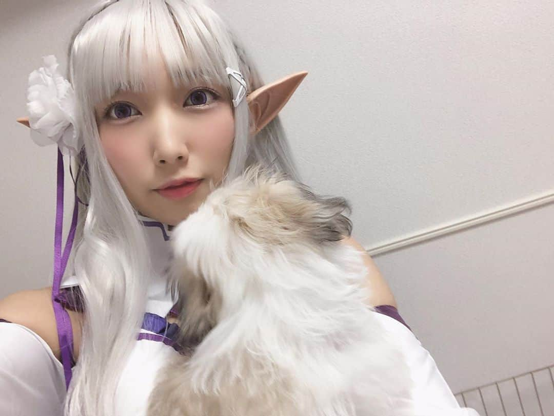 霜月めあさんのインスタグラム写真 - (霜月めあInstagram)「エミリアとパック(?)的なノブナガくん🐶 コスプレ熱が再び〜！！ . . #コスプレ#cosplay#コスプレイヤー#reゼロから始める異世界生活」11月3日 14時55分 - meameachan