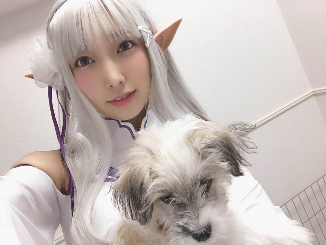 霜月めあさんのインスタグラム写真 - (霜月めあInstagram)「エミリアとパック(?)的なノブナガくん🐶 コスプレ熱が再び〜！！ . . #コスプレ#cosplay#コスプレイヤー#reゼロから始める異世界生活」11月3日 14時55分 - meameachan