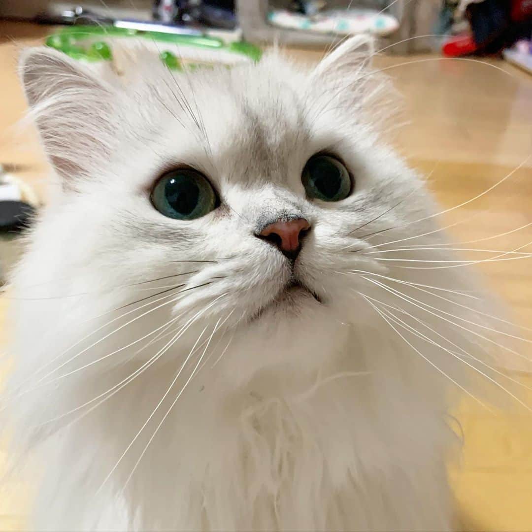 후추네큰언니のインスタグラム：「간식 먹을 때 제일 초롱초롱한 눈 😍  #후추  #고양이  #냥스타그램 #캣스타그램  #Hoochu #Hoochuthecat #cat #cats #catstagram #catsofinstagram #topcatphoto #bestmeow #ilovecat #cute #fluffy #petstagram #instacats」