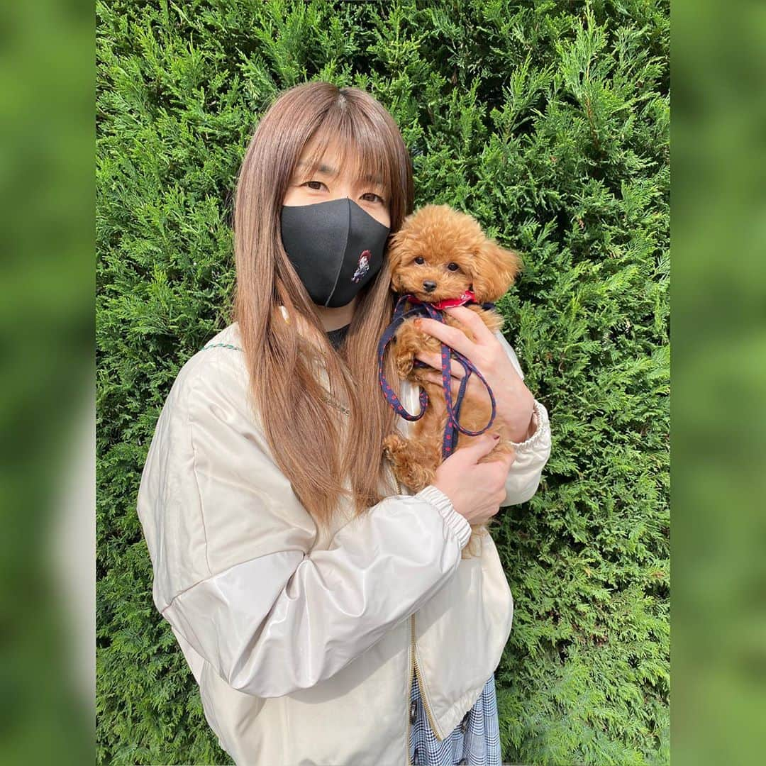 吉田沙保里さんのインスタグラム写真 - (吉田沙保里Instagram)「あっという間に今日で6ヶ月🐶♥️ 体重も1.2キロになりました😆 相変わらず、外は歩いてくれませんが、元気でいてくれる事が一番嬉しいです😉✨ #リリー #6ヶ月 #トイプードル #女の子」11月3日 15時35分 - saori___yoshida