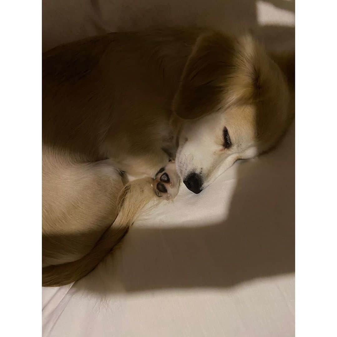 秋本祐希さんのインスタグラム写真 - (秋本祐希Instagram)「はるさん(ᵔᴥᵔ) 今日も私の枕を独占して すやすやお昼寝 #はるさん #mix犬 #チワックス #family #love」11月3日 15時45分 - ayuuki0908