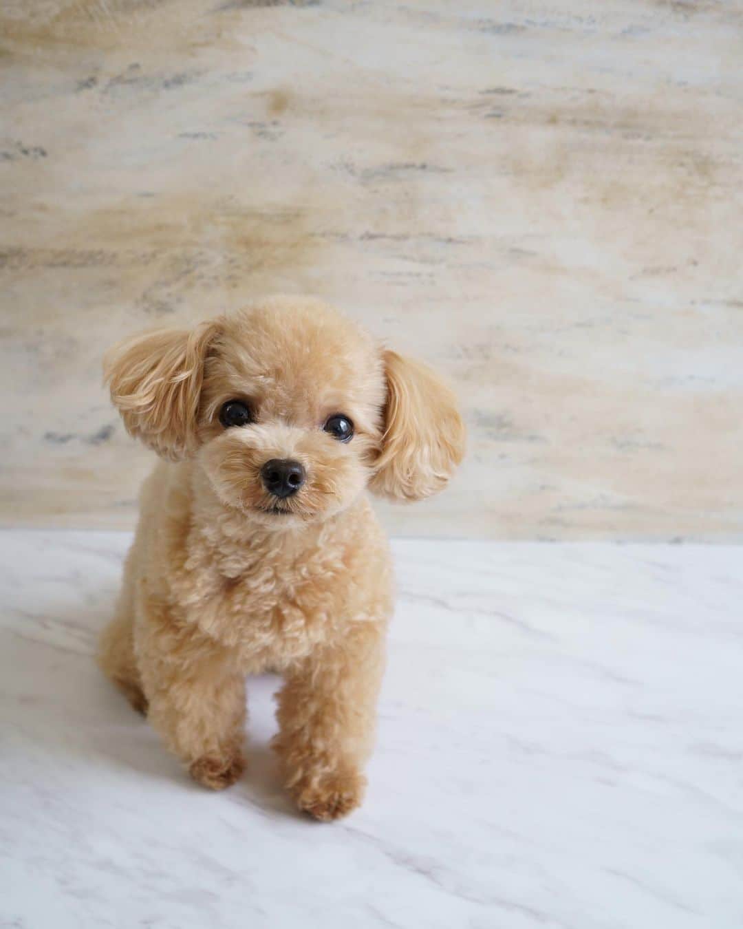 くるみたんさんのインスタグラム写真 くるみたんinstagram Apple Watchの待受にしようかと思って 撮りました 何もないのストーリー載せとく 今日のくるみたん 年11月3日 何の日でもない プードル トイプードル ティーカップ プードル 犬