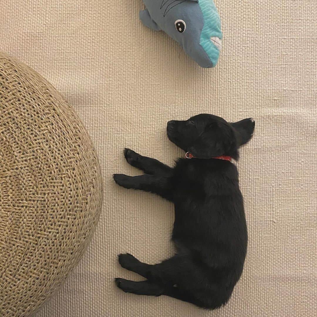 のインスタグラム：「she is new member of my family! 家族が増えました🐶 一緒に京都lifeを楽しみたいと思います😊 ・ ・ ・ #犬のいる暮らし #フラットコーテッドレトリーバー  #flatcoatedretriever」