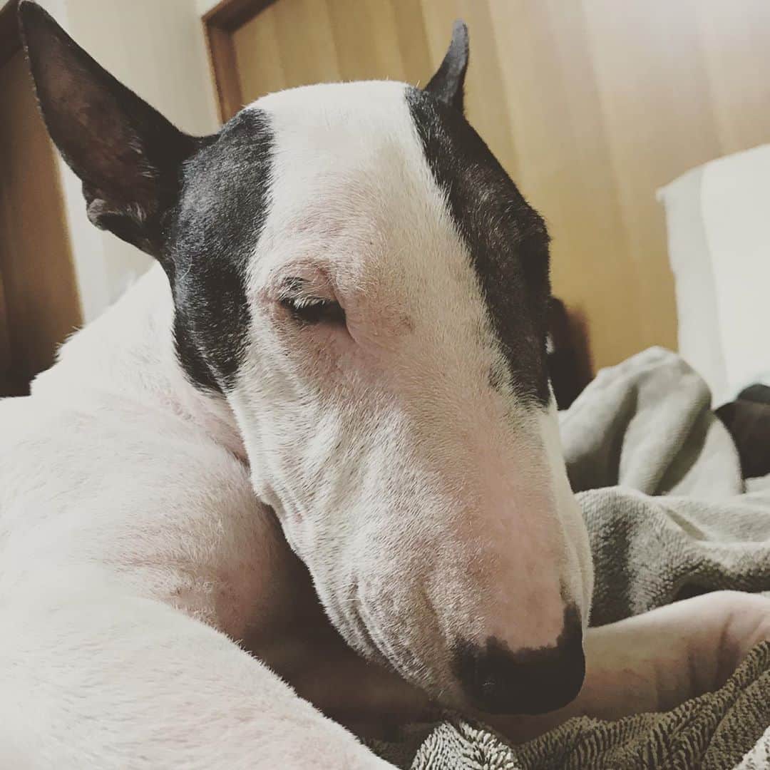 のインスタグラム：「#minituru#bull#terrier#minibullterrier#miniturubullterrier#dog#dogstagram#cute#qtaro#love#family#ミニチュア#ブルテリア#ミニチュアブルテリア#Q太郎#うとうと」