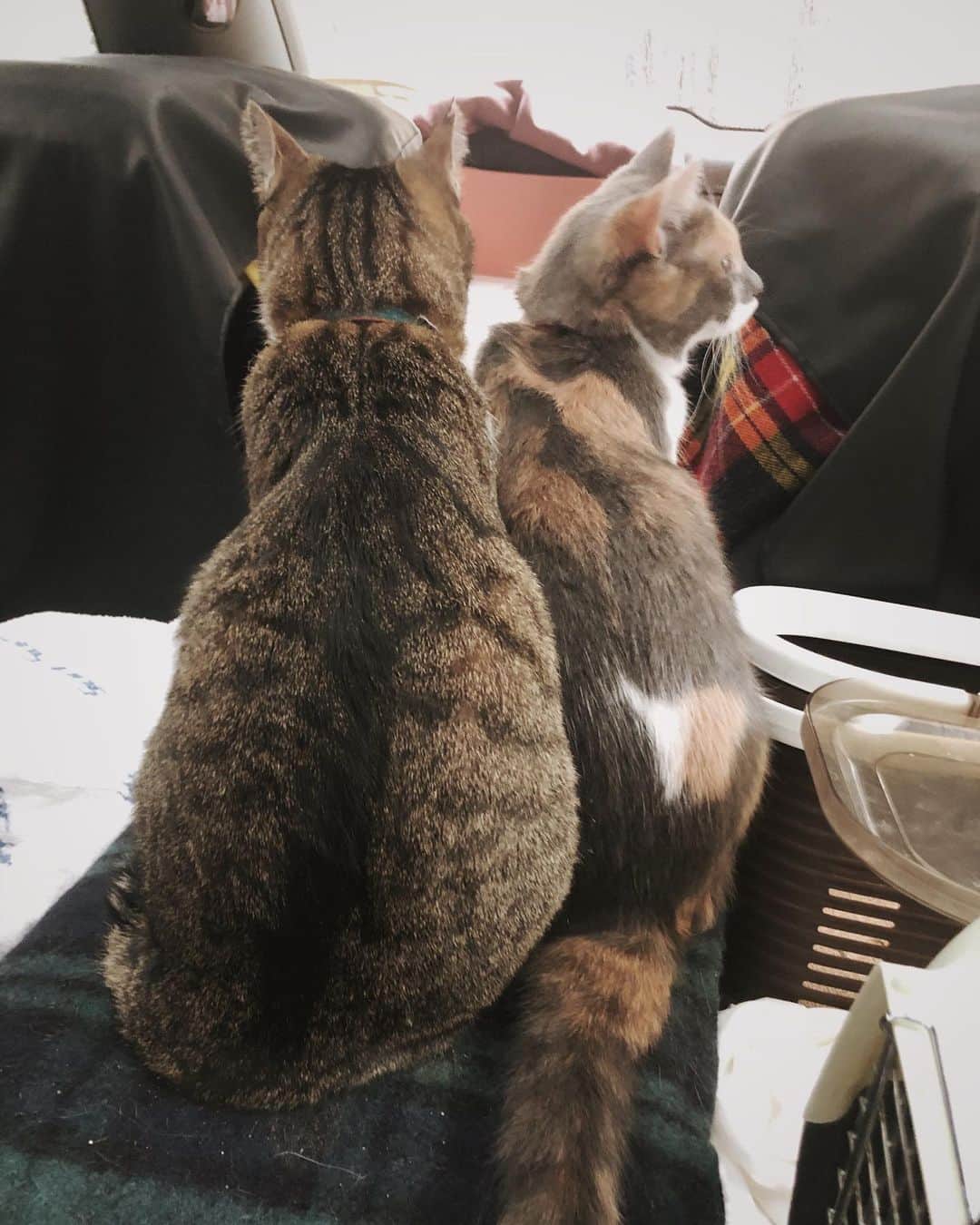 藤崎奈々子さんのインスタグラム写真 - (藤崎奈々子Instagram)「小一時間、車の中で読書しながら人待ち なーんか、静かだなと後ろを見たら 2人でくっついてた♡ 毎日毎日2人で仲良くやってる姿を見ると幸せ🍀 ・ #保護猫を家族に#保護猫との暮らし#きじとら男子#三毛猫ガール#ねこのいるくらし#ねことの生活#仲良し猫」11月3日 16時09分 - nanakofujisaki