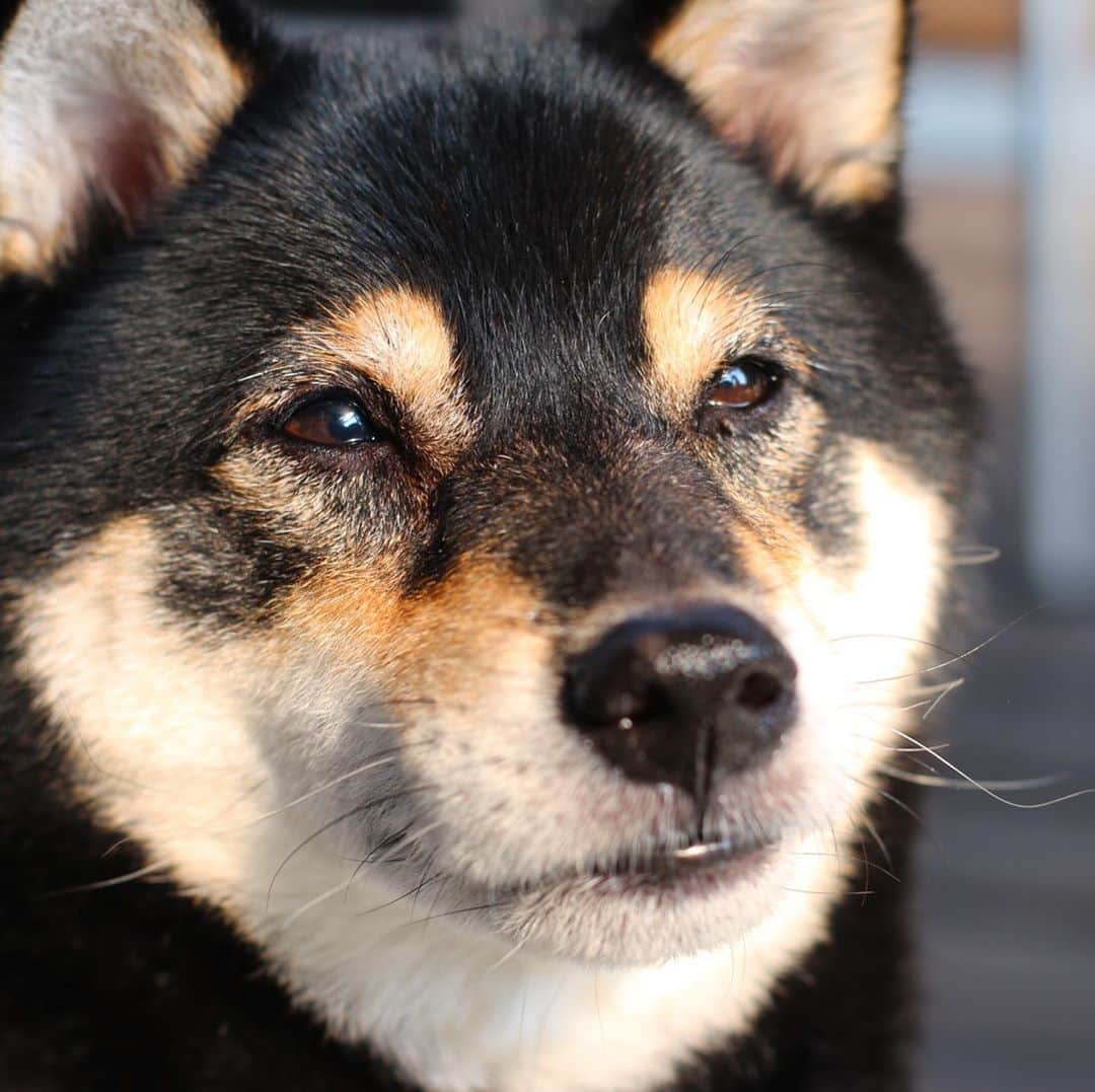 vo_coのインスタグラム：「🐾 2020.10.31 四柴四様 みんな違くてみんないい ＊ #shibastagram #instashiba #shiba #shibainu #黒柴 #柴犬」